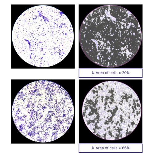 Area-of-cells-20-1